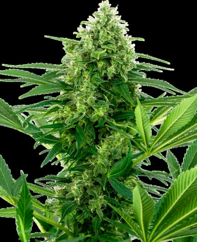 Papaya Frosting > Barney\'s Farm | Feminized Cannabis   |  Indica